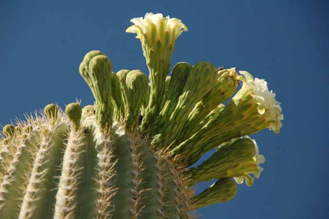 saguaros in bloom